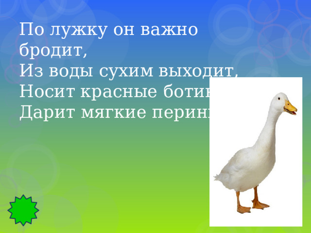 По лужку он важно бродит, Из воды сухим выходит, Носит красные ботинки, Дарит мягкие перинки. 