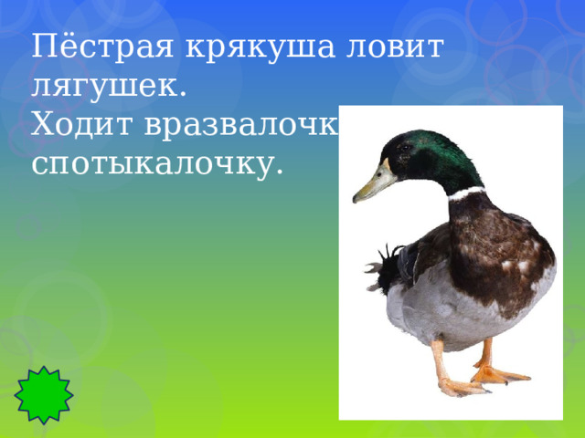 Пёстрая крякуша ловит лягушек. Ходит вразвалочку – спотыкалочку. 