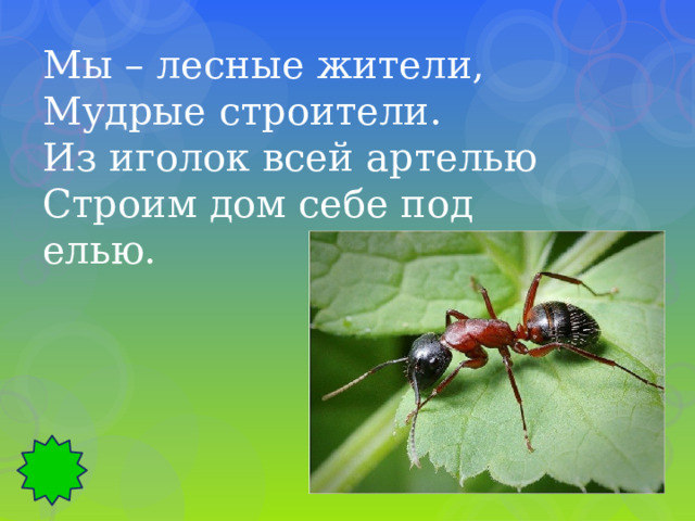 Мы – лесные жители, Мудрые строители. Из иголок всей артелью Строим дом себе под елью. 