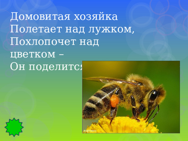 Домовитая хозяйка Полетает над лужком, Похлопочет над цветком – Он поделится медком.  