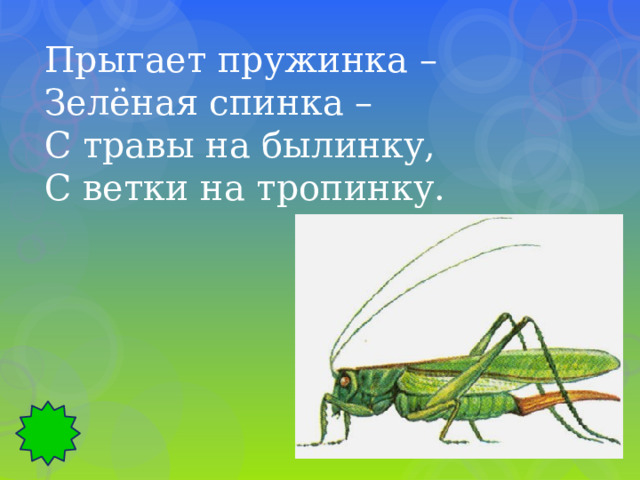 Прыгает пружинка – Зелёная спинка – С травы на былинку, С ветки на тропинку. 