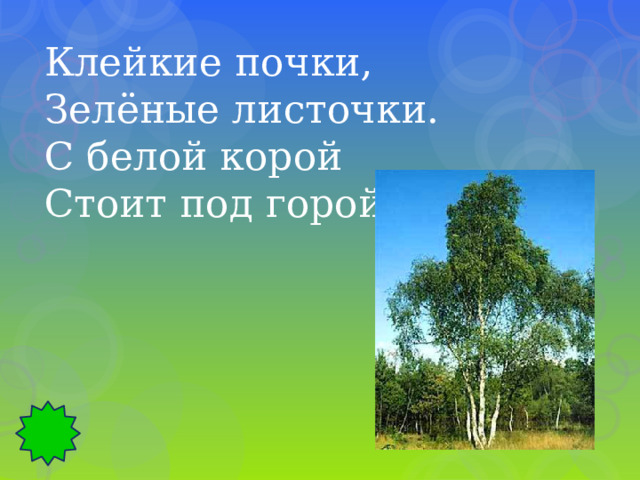 Клейкие почки, Зелёные листочки. С белой корой Стоит под горой. 