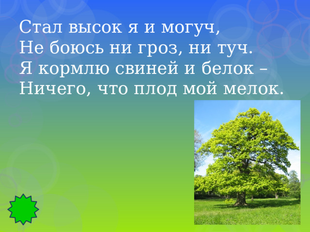 Стал высок я и могуч, Не боюсь ни гроз, ни туч. Я кормлю свиней и белок – Ничего, что плод мой мелок. 