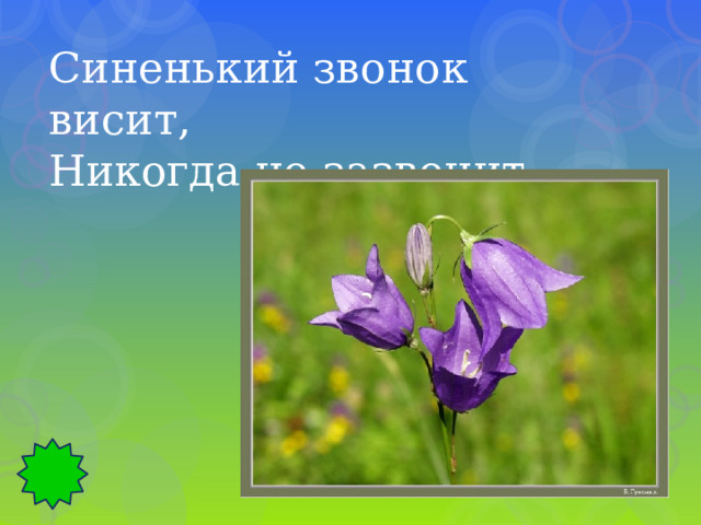 Синенький звонок висит, Никогда не зазвонит. 