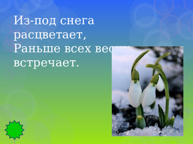Из-под снега расцветает, Раньше всех весну встречает. 