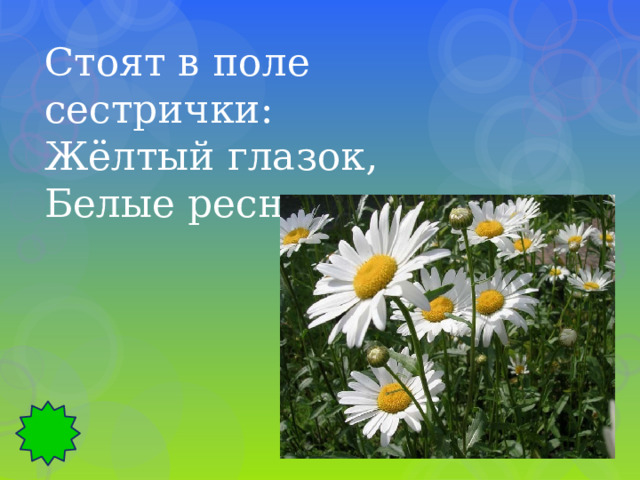 Стоят в поле сестрички: Жёлтый глазок, Белые реснички. 