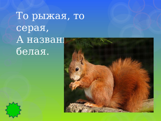 То рыжая, то серая, А названьем белая. 