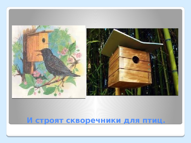 И строят скворечники для птиц. 