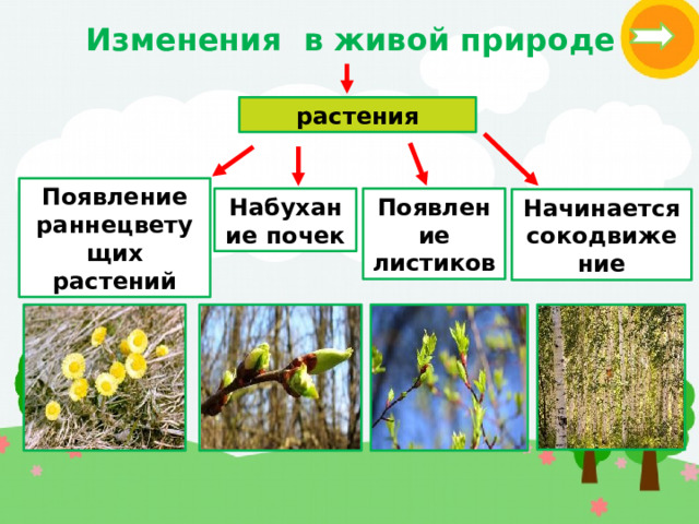 Изменения в живой природе растения Появление раннецветущих растений Набухание почек Появление листиков Начинается сокодвижение 