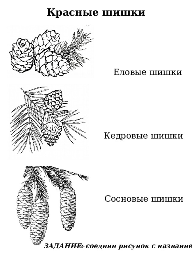 Красные шишки Еловые шишки Кедровые шишки Сосновые шишки ЗАДАНИЕ: соедини рисунок с названием . 