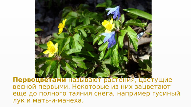 Первоцветами  называют растения, цветущие весной первыми. Некоторые из них зацветают еще до полного таяния снега, например гусиный лук и мать-и-мачеха. 