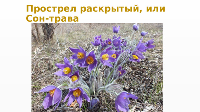 Прострел раскрытый, или Сон-трава 
