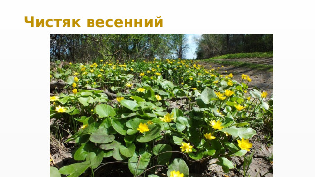 Чистяк весенний 