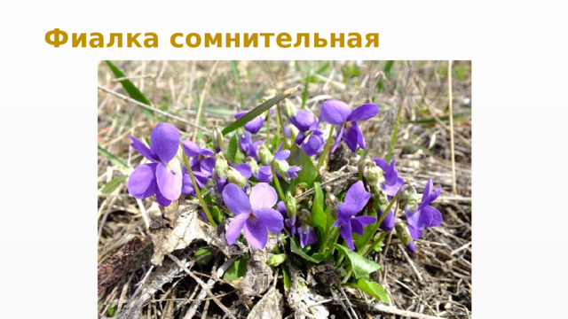 Фиалка сомнительная 