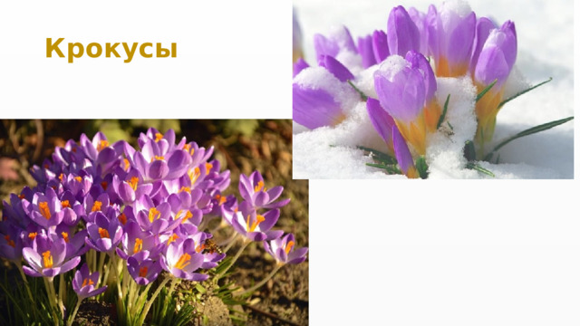 Крокусы 