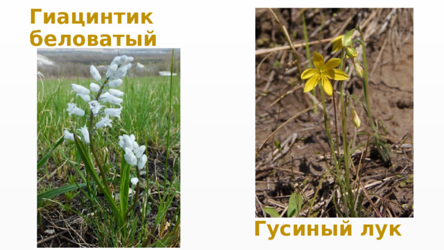 Гиацинтик беловатый Гусиный лук 