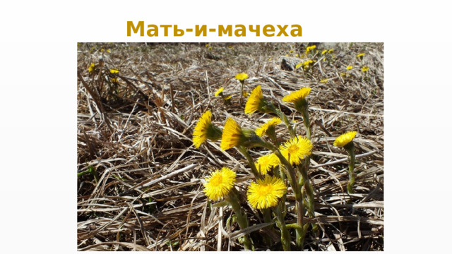 Мать-и-мачеха 