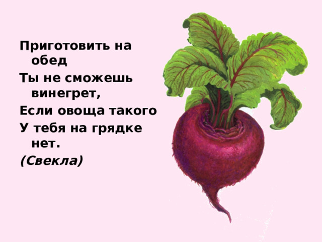 Приготовить на обед Ты не сможешь винегрет, Если овоща такого У тебя на грядке нет. (Свекла) 