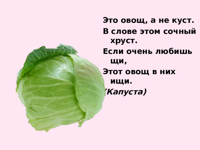 Это овощ, а не куст. В слове этом сочный хруст. Если очень любишь щи, Этот овощ в них ищи. (Капуста) 