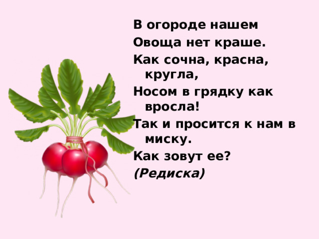 В огороде нашем Овоща нет краше. Как сочна, красна, кругла, Носом в грядку как вросла! Так и просится к нам в миску. Как зовут ее? (Редиска) 