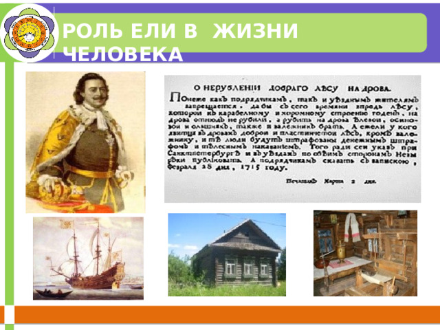 РОЛЬ ЕЛИ В ЖИЗНИ ЧЕЛОВЕКА 