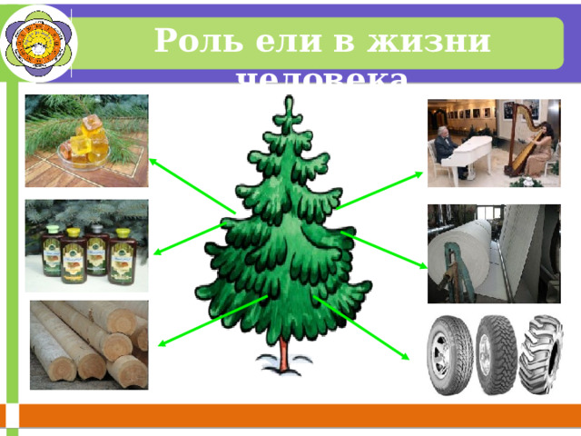Роль ели в жизни человека 