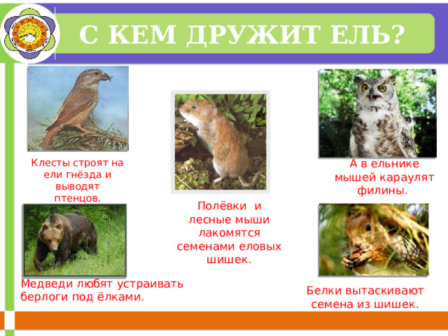С КЕМ ДРУЖИТ ЕЛЬ? Клесты строят на ели гнёзда и выводят птенцов. А в ельнике мышей караулят филины. Полёвки и лесные мыши лакомятся семенами еловых шишек. Медведи любят устраивать берлоги под ёлками. Белки вытаскивают семена из шишек. 