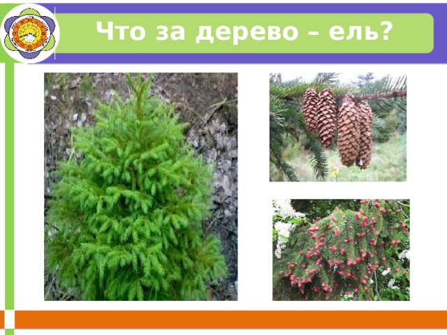 Что за дерево – ель? 