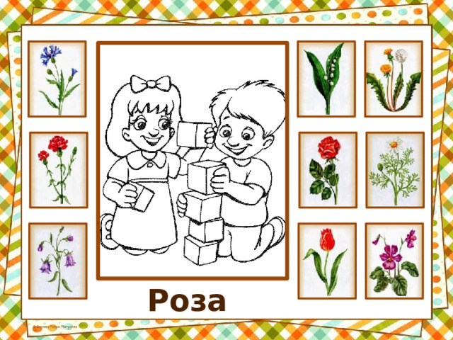Роза 