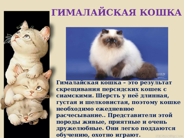 ГИМАЛАЙСКАЯ КОШКА       Гималайская кошка – это результат скрещивания персидских кошек с сиамскими. Шерсть у неё длинная, густая и шелковистая, поэтому кошке необходимо ежедневное расчесывание.. Представители этой породы живые, приятные и очень дружелюбные. Они легко поддаются обучению, охотно играют. 