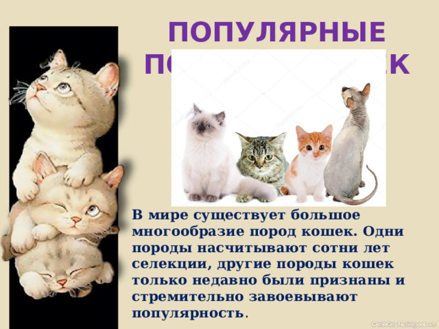 ПОПУЛЯРНЫЕ ПОРОДЫ КОШЕК       В мире существует большое многообразие пород кошек. Одни породы насчитывают сотни лет селекции, другие породы кошек только недавно были признаны и стремительно завоевывают популярность . 