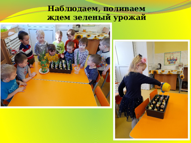 Наблюдаем, поливаем  ждем зеленый урожай 