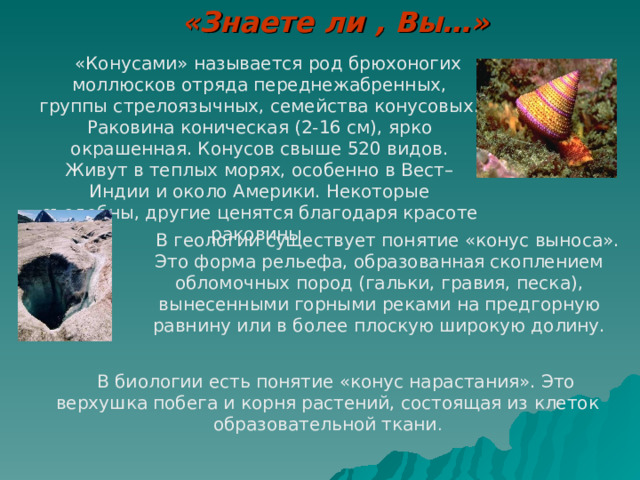 «Знаете ли , Вы…»  «Конусами» называется род брюхоногих моллюсков отряда переднежабренных, группы стрелоязычных, семейства конусовых. Раковина коническая (2-16 см), ярко окрашенная. Конусов свыше 520 видов. Живут в теплых морях, особенно в Вест–Индии и около Америки. Некоторые съедобны, другие ценятся благодаря красоте раковины.  В геологии существует понятие «конус выноса». Это форма рельефа, образованная скоплением обломочных пород (гальки, гравия, песка), вынесенными горными реками на предгорную равнину или в более плоскую широкую долину.  В биологии есть понятие «конус нарастания». Это верхушка побега и корня растений, состоящая из клеток образовательной ткани . 