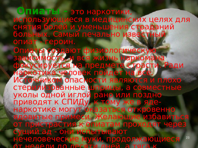  Опиаты -  это наркотики, использующиеся в медицинских целях для снятия болей и уменьшения страданий больных. Самый печально известный опиат - героин.  Опиаты создают физиологическую зависимость, и вся жизнь наркомана фокусируется на предмете страсти. Ради наркотика человек пойдет на все. Источником опасности являются и плохо стерилизованные шприцы, а совместные уколы одной иглой рано или поздно приводят к СПИДу, к тому же в яде-наркотике могут оказаться откровенно ядовитые примеси. Желающие избавиться от пристрастия к опиатам проходят через сущий ад - они испытывают нечеловеческие муки, продолжающиеся от недели до десяти дней, а тяга к наркотику иногда длится месяцами. 4 