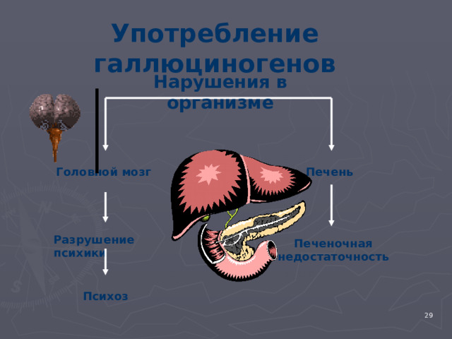 Употребление галлюциногенов Нарушения в организме Головной мозг Печень Разрушение психики Печеночная недостаточность Психоз 4 