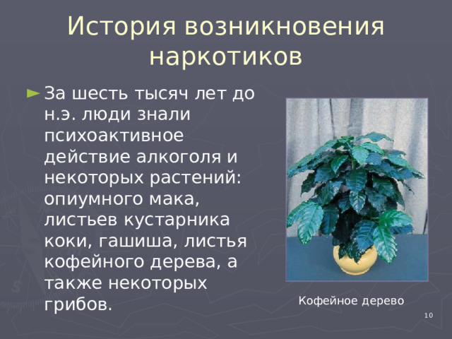 История возникновения наркотиков За шесть тысяч лет до н.э. люди знали психоактивное действие алкоголя и некоторых растений: опиумного мака, листьев кустарника коки, гашиша, листья кофейного дерева, а также некоторых грибов. Кофейное дерево 4 