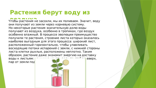 Растения берут воду из воздуха Чтобы растения не засохли, мы их поливаем. Значит, воду они получают из земли через корневую систему. Но некоторые растения значительную долю воды получают из воздуха, особенно в тропиках, где воздух особенно влажный. В процессе эволюции преимущество получили те растения, строение листа которых оказалось наиболее выгодным для этого процесса: широкий лист, расположенный горизонтально, чтобы улавливать восходящие потоки испарений с земли, с нижней стороны листа клетки рыхлые, расположены неплотно. Таким образом, растение даже экономит энергию на доставку воды к листьям: не нужно качать воду по стеблю вверх, пар от земли поднимается сам. 