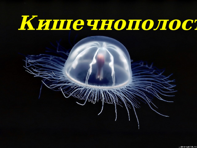 Кишечнополостные 