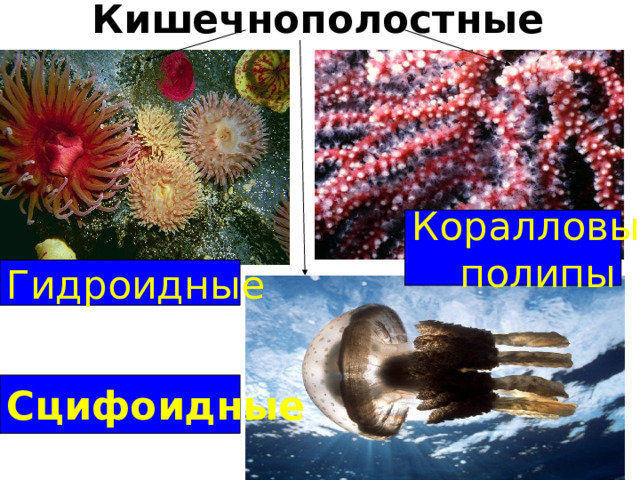 Кишечнополостные Коралловые полипы Гидроидные Сцифоидные 