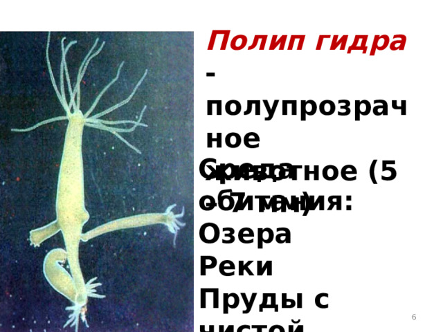 Полип гидра - полупрозрачное животное (5 – 7 мм) Среда обитания: Озера Реки Пруды с чистой, прозрачной водой.  