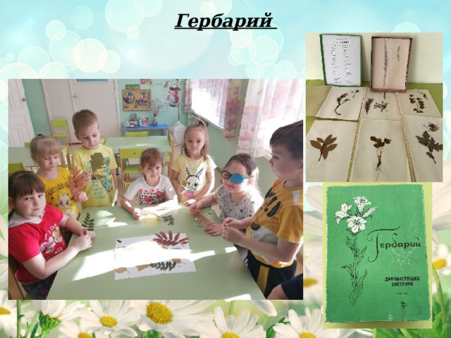 Гербарий 