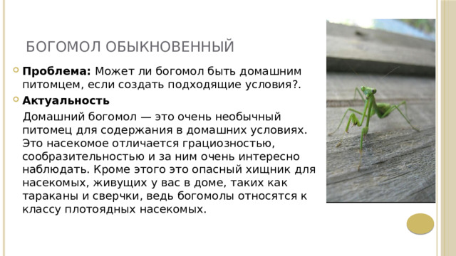 БОГОМОЛ ОБЫКНОВЕННЫЙ    Проблема: Может ли богомол быть домашним питомцем, если создать подходящие условия?. Актуальность  Домашний богомол — это очень необычный питомец для содержания в домашних условиях. Это насекомое отличается грациозностью, сообразительностью и за ним очень интересно наблюдать. Кроме этого это опасный хищник для насекомых, живущих у вас в доме, таких как тараканы и сверчки, ведь богомолы относятся к классу плотоядных насекомых.  