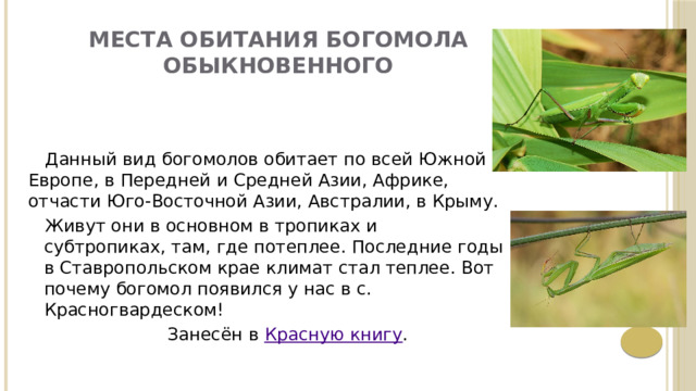 Места обитания богомола обыкновенного    Данный вид богомолов обитает по всей Южной Европе, в Передней и Средней Азии, Африке, отчасти Юго-Восточной Азии, Австралии, в Крыму.  Живут они в основном в тропиках и субтропиках, там, где потеплее. Последние годы в Ставропольском крае климат стал теплее. Вот почему богомол появился у нас в с. Красногвардеском!  Занесён в  Красную книгу . 