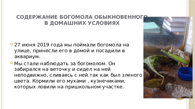 Содержание богомола обыкновенного в домашних условиях   27 июня 2019 года мы поймали богомола на улице, принесли его в домой и посадили в аквариум. Мы стали наблюдать за богомолом. Он забирался на веточку и сидел на ней неподвижно, сливаясь с ней.так как был зленого цвета. Кормили его мухами , кузнечиками, которых ловили на пришкольном участке. 