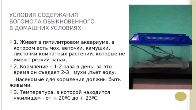 Условия содержания богомола обыкновенного в домашних условиях:   1. Живет в пятилитровом аквариуме, в котором есть мох. веточки. камушки, листочки комнатных растений. которые не имеют резкий запах. 2. Кормление – 1-2 раза в день, за это время он съедает 2-3 мухи ,пьет воду.  Насекомые для кормления должны быть живыми. 3. Температура, в которой находится «жилище» - от + 20ºС до + 23ºС. 