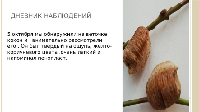 ДНЕВНИК НАБЛЮДЕНИЙ 5 октября мы обнаружили на веточке кокон и внимательно рассмотрели его . Он был твердый на ощупь, желто-коричневого цвета ,очень легкий и напоминал пенопласт. 