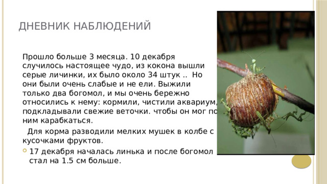 ДНЕВНИК НАБЛЮДЕНИЙ Прошло больше 3 месяца. 10 декабря случилось настоящее чудо, из кокона вышли серые личинки, их было около 34 штук .. Но они были очень слабые и не ели. Выжили только два богомол, и мы очень бережно относились к нему: кормили, чистили аквариум, подкладывали свежие веточки. чтобы он мог по ним карабкаться.  Для корма разводили мелких мушек в колбе с кусочками фруктов. 17 декабря началась линька и после богомол стал на 1.5 см больше. 