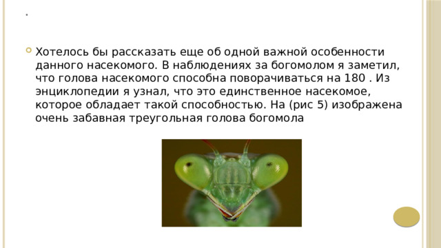.   Хотелось бы рассказать еще об одной важной особенности данного насекомого. В наблюдениях за богомолом я заметил, что голова насекомого способна поворачиваться на 180 . Из энциклопедии я узнал, что это единственное насекомое, которое обладает такой способностью. На (рис 5) изображена очень забавная треугольная голова богомола 