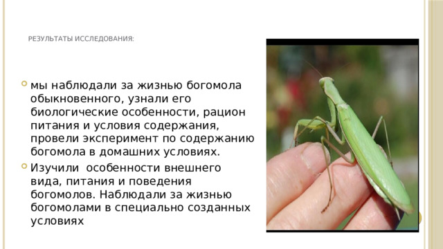   Результаты исследования:   мы наблюдали за жизнью богомола обыкновенного, узнали его биологические особенности, рацион питания и условия содержания, провели эксперимент по содержанию богомола в домашних условиях. Изучили  особенности внешнего вида, питания и поведения богомолов. Наблюдали за жизнью богомолами в специально созданных условиях  