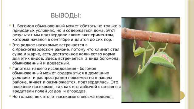 ВЫВОДЫ: 1. Богомол обыкновенный может обитать не только в природных условиях, но и содержаться дома. Этот результат мы подтвердили своим экспериментом, который начался в сентябре и длится до сих пор. Это редкое насекомые встречается в с.Красногвардеском районе, потому что климат стал суше и жарче, есть достаточное количество корма для этих видов. Здесь встречается 2 вида богомола: обыкновенный и древесный. Гипотеза нашего исследования - богомол обыкновенный может содержаться в домашних условиях и распространен повсеместно в нашем районе, живет и размножается, подтвердилась. Это полезное насекомое, так как его добычей становятся вредители полей ,садов и огородов. Но только, век этого насекомого весьма недолог. 
